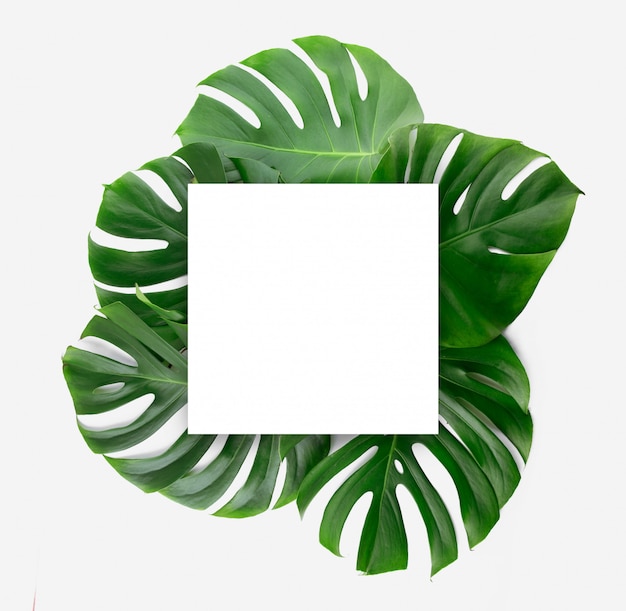 Monstera verde fresco deixa no fundo branco