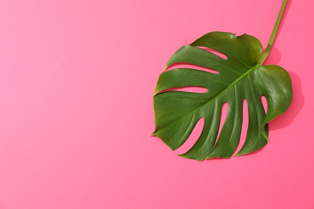 Monstera verde en mesa rosa