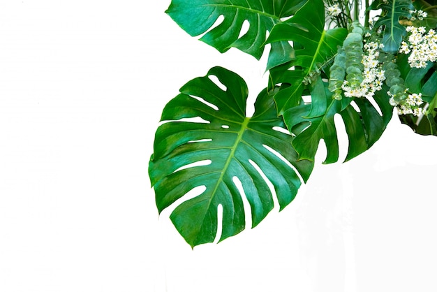 Monstera verlässt Blätter mit Isolat auf weißem Hintergrund Blätter auf Weiß
