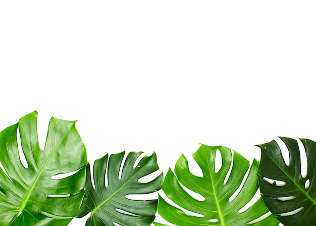Monstera verlässt isoliert