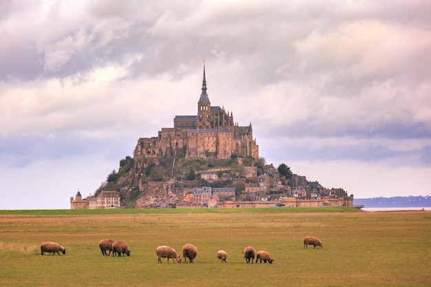 Mont Saint Michel y ovejas Normandía Francia