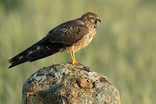 Montagus harrier weiblich in ihrem Brutgebiet in einer Getreide-Steppe bei erster Licht