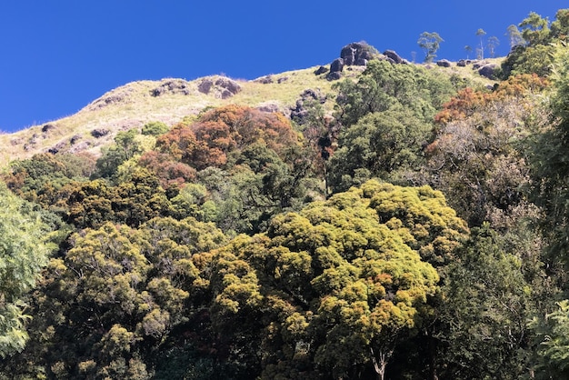 Una montaña con árboles y un cielo azul.