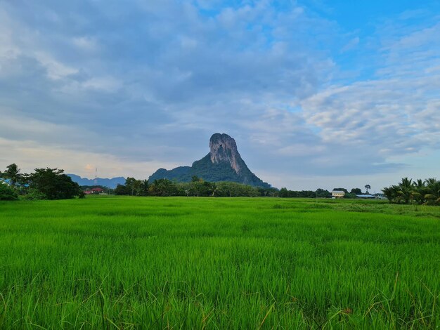 Foto montaña de arroz verde y fondo de cielo azul