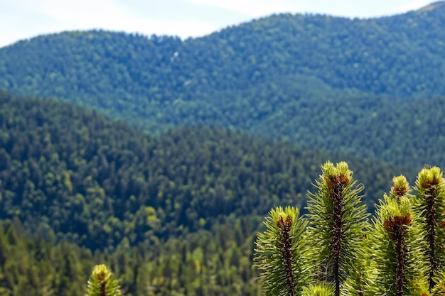 una montaña con un bosque en el fondo y una montaña en el fondo