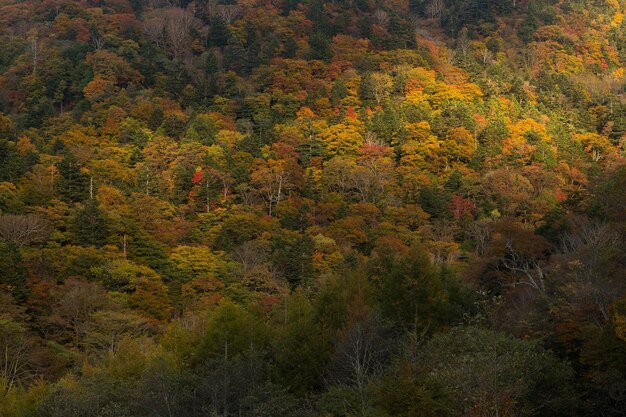 Montaña del bosque de otoño