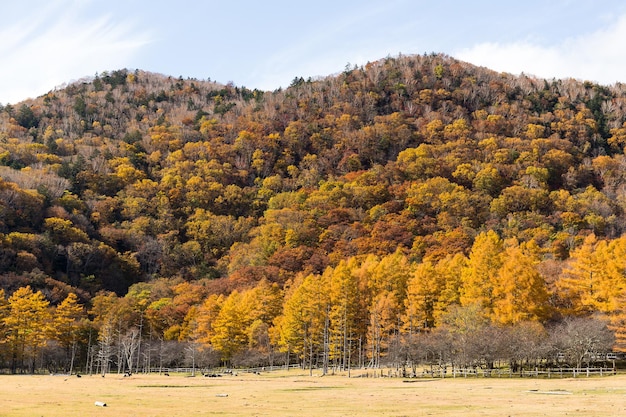 Montaña y bosque en otoño