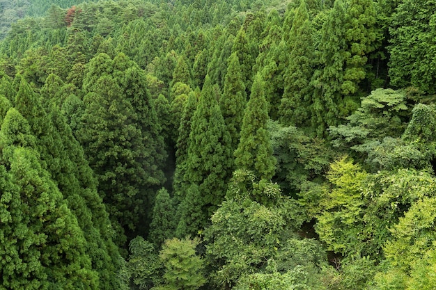 Montaña del bosque verde