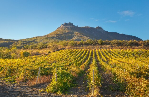 Foto montaña y campo con viñedos. composición de la naturaleza