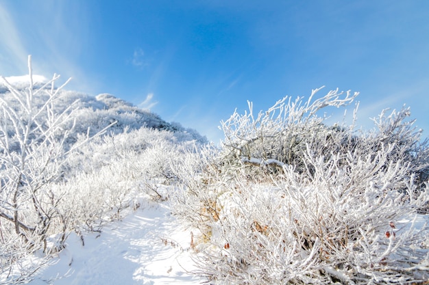 Foto montaña daisen en japón el invierno tiene mucha nieve