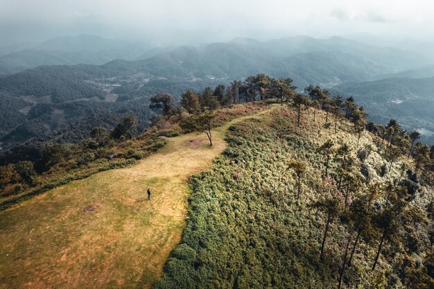 En la montaña durante el día, árbol en la montaña