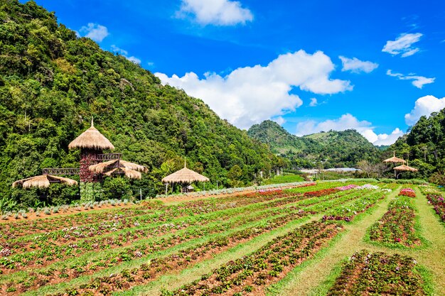 Montaña Doi Ang Khang en la provincia de Chiang Mai, en el norte de Tailandia.