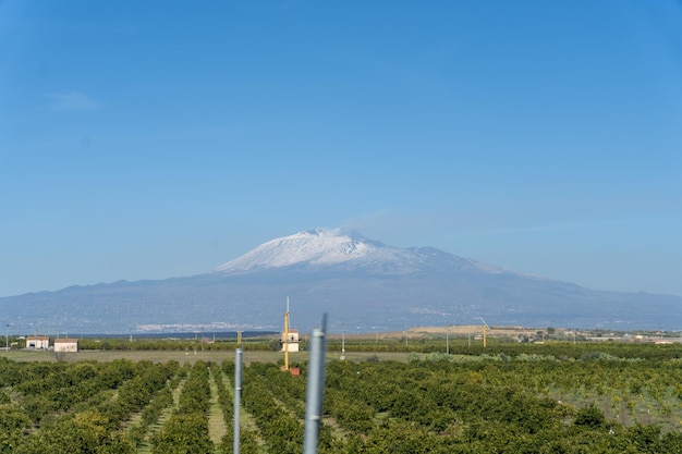 Una montaña está en el fondo de un campo de árboles