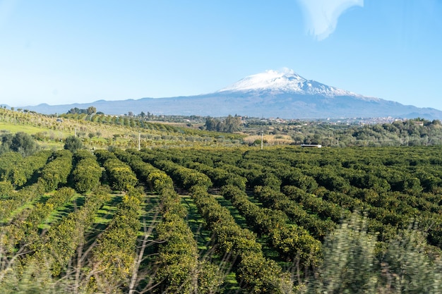 Una montaña está en el fondo de un campo de árboles