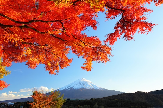 Montaña fuji y arce