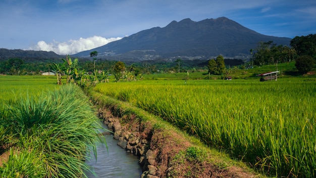 montaña lawu con campo de arroz verde