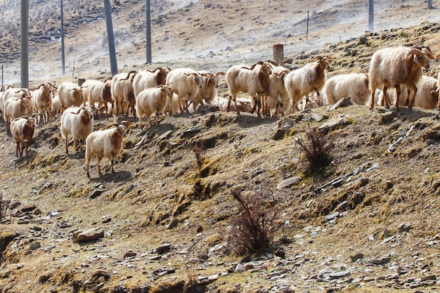 Montaña de la nieve del paisaje del sudoeste de China con pastar ovejas y cabras en la niebla en la acera