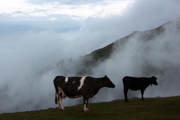 Montaña nublada y vacas pastando