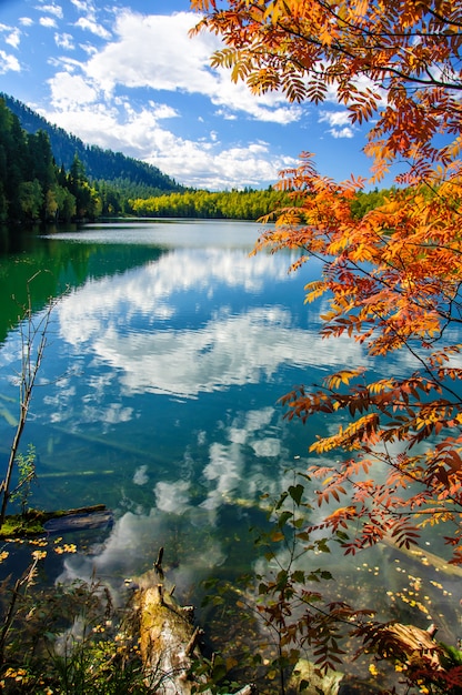 Montaña otoño verde siberia lago con reflexión y rowan rojo
