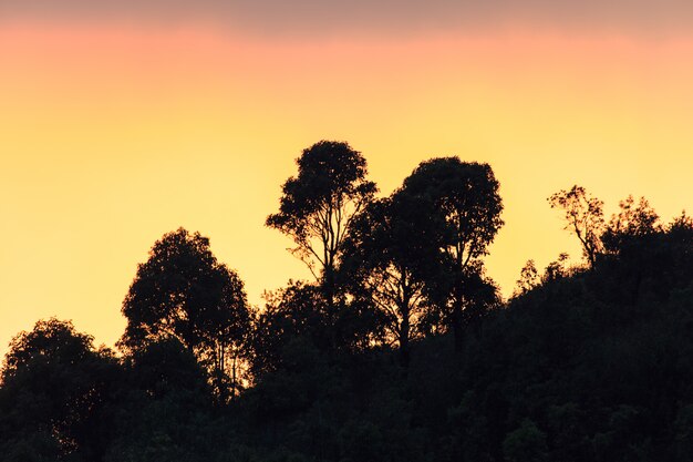 Montaña del paisaje y luz cálida y lluviosa en la naturaleza, Doi Inthanon, Chiangmai Tailandia