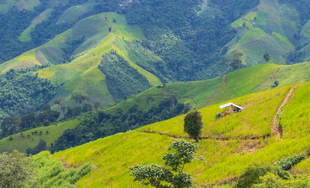 Montaña y pastizales en el paisaje natural verde de la temporada de lluvias