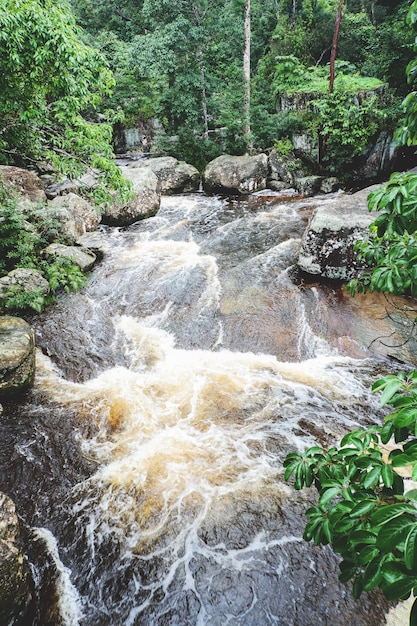 Montaña río corriente cascada bosque verde - Paisaje naturaleza planta árbol selva tropical selva con roca y verde bosque tropical