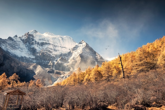 Montaña sagrada de Xiannairi con bosque de pinos dorados en otoño en Yading