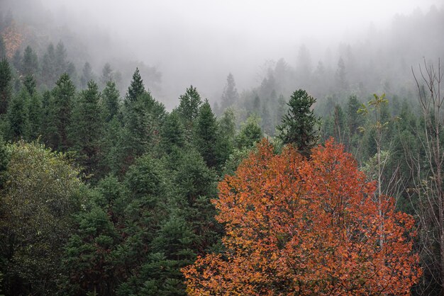 Montaña de té y bosque en niebla matutina