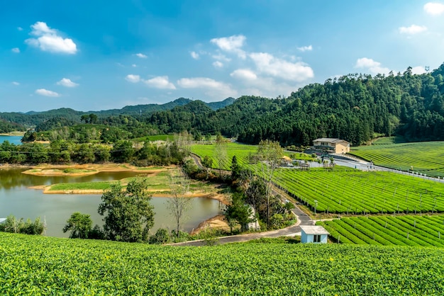 Montaña del té del lago Hangzhou Qiandao