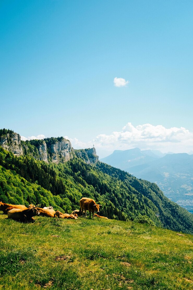 una montaña con vacas en ella y montañas en el fondo