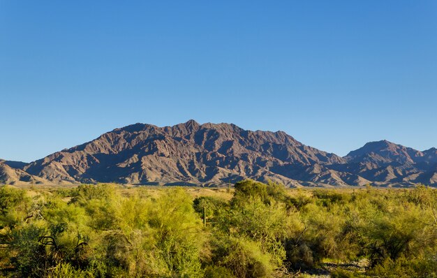 Montaña y vegetación