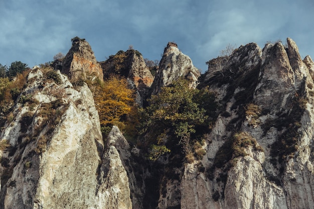 Foto montaña de vida silvestre con árbol y paisaje animal con montaña