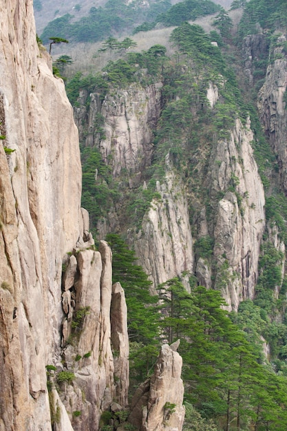 Montañas amarillas de Huangshan, rocas y pinos.