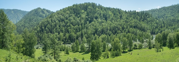 Montañas boscosas en un día soleado de verano vegetación de bosques y prados vista panorámica