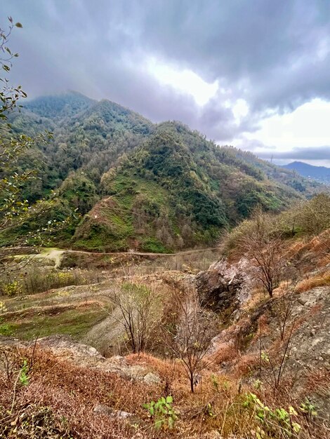 Montañas boscosas en la niebla