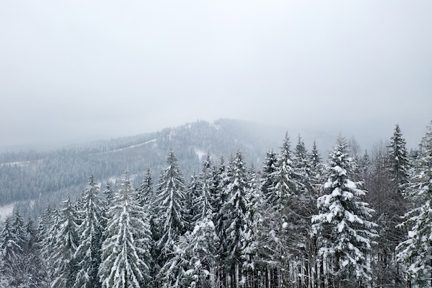 Montañas y bosque de invierno hermoso