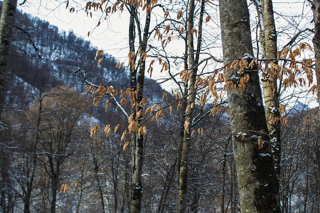 Montañas y bosques en invierno.