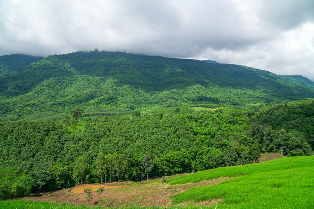 Montañas y bosques por la mañana.