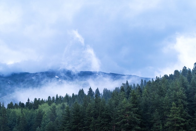 Montañas y bosques en nubes y niebla.