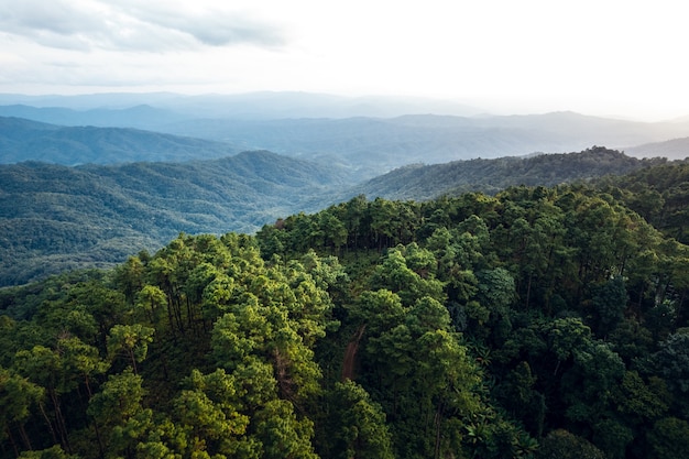 Montañas y bosques verdes de verano desde arriba