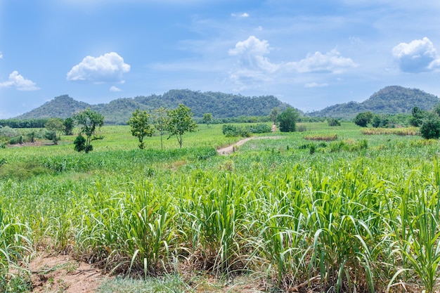 Foto montañas de campos de caña de azúcar