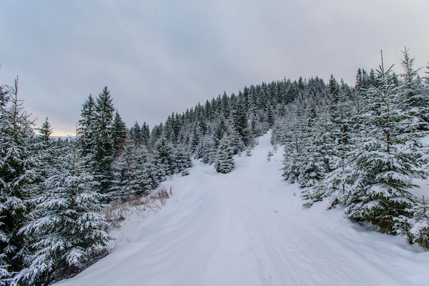 Montañas de los Cárpatos de invierno