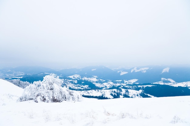 Montañas de los Cárpatos Ucrania Hermoso paisaje invernal El bosque está cubierto de nieve