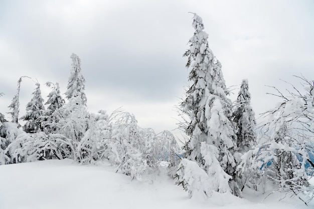 Montañas de los Cárpatos Ucrania Hermoso paisaje invernal El bosque está cubierto de nieve