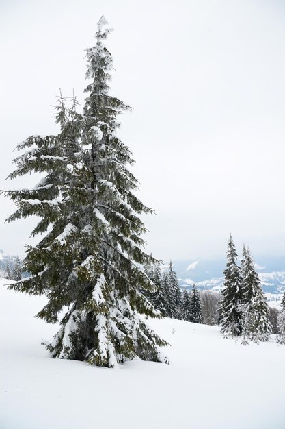 Montañas de los Cárpatos Ucrania Hermoso paisaje invernal El bosque está cubierto de nieve