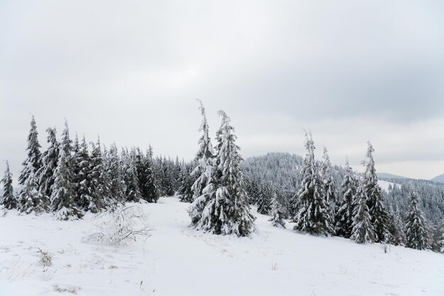 Montañas de los Cárpatos Ucrania Hermoso paisaje invernal El bosque está cubierto de nieve