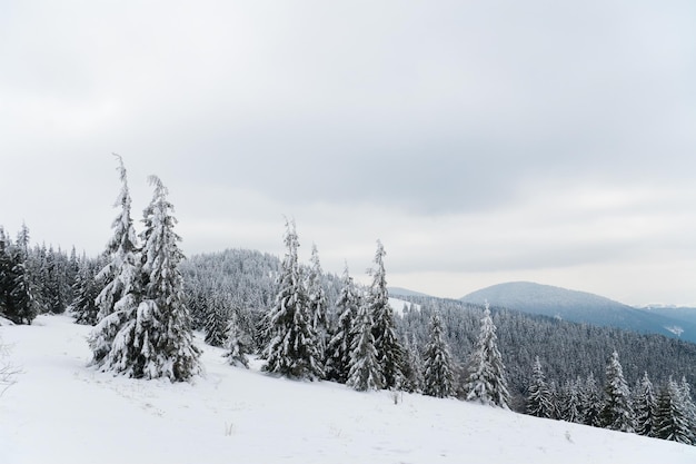 Montañas de los Cárpatos Ucrania Hermoso paisaje invernal El bosque está cubierto de nieve