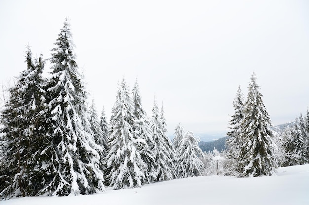 Montañas de los Cárpatos Ucrania Hermoso paisaje invernal El bosque está cubierto de nieve