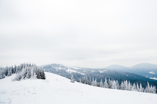 Montañas de los Cárpatos Ucrania Hermoso paisaje invernal El bosque está cubierto de nieve