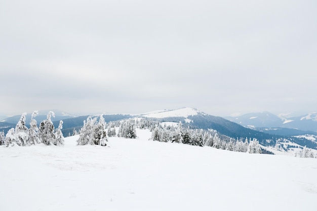 Montañas de los Cárpatos Ucrania Hermoso paisaje invernal El bosque está cubierto de nieve